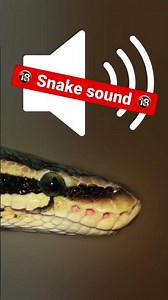 #soundeffects snake hiss #animalsounds