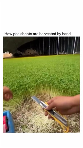 Random Videos on Instagram: "Ever wonder why these vibrant pea shoots are considered a superfood? It all comes down to the science of a plant’s first few days of life. These aren’t just baby pea plants; they’re harvested as microgreens. This means they are cut at a very specific and powerful stage of their growth, typically just after their first few sets of true leaves have developed. This is the point where the plant is a tiny nutritional powerhouse. In this early phase, the plant is drawing f