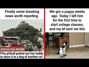 These Dog Memes Are So Funny They’ll Make You Forget Your Worries