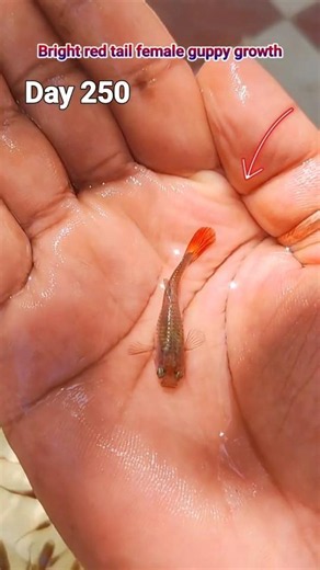 Bright red tail female guppy fish growth time lapse #fishshorts #guppyfish #shortsfeed #fish
