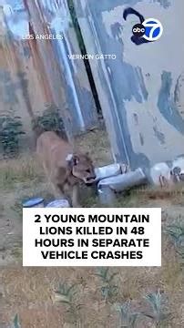 2 young mountain lions killed in Los Angeles