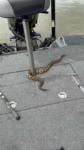 52K views · 406 reactions | ‼️WARNING‼️Do not attempt to handle venomous snakes. Timber Rattlesnakes are protected in most states. This one was struggling in strong current so I gave her a ride across the river. 冀 #snakes #reptiles #snake #reptile #wildlife #nature #outdoors #venomous #pitviper #venomoussnakes #rattlesnake #herping #herps #herpingtheglobe | Brent Anderson Fins and Fangs | Facebook