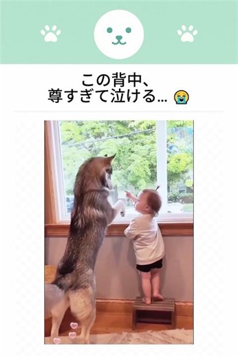 Please be healed by the cute animals.