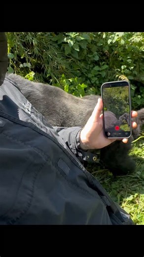 Gorilla trekking in rwanda | “5 THINGS TO KNOW BEFORE GORILLA TREKKING IN RWANDA 👇🦍🇷🇼” 1️⃣ You must have a permit – Gorilla trekking permits cost $1,500 USD and should... | Instagram