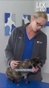 Bobcat fever cases are on the rise in Kentucky. Here's what cat owners need to know