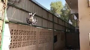 102K views · 994 shares | Pigeon on Reels | Facebook