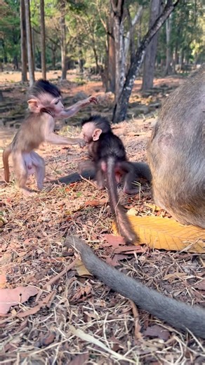 Avery & Bently! ✨💫 #shorts #monkey #wildlife