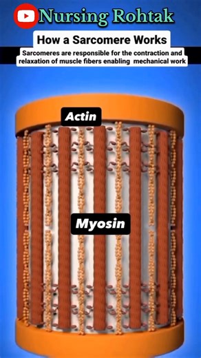 Sarcomere #muscle #biology #medical #sarcomere#ytshorts #youtubeshorts#nursingnotes #nursing#anatomy