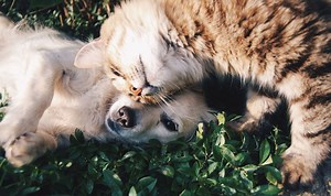 4,000 cats, dog shipped to Utah, other states from shelters