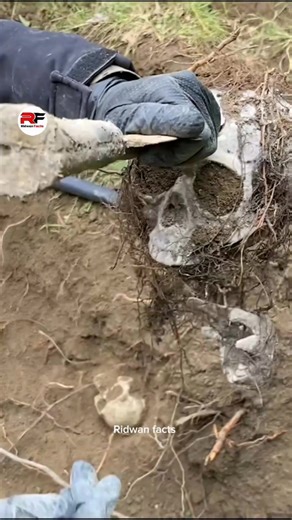 How Historians and Archaeologists Discover and Collect Fossils