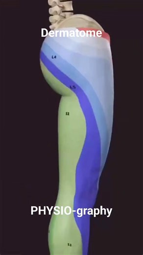40K views · 741 reactions | Dermatome of lower limb | PHYSIO-graphy | Facebook