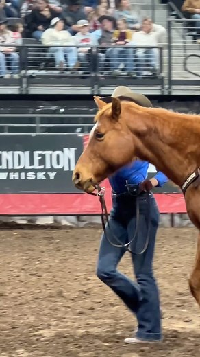 You might be cool but you’re not @matayawarddd winning the goat tying with a war bridle cool 😎 #rattlerrope #nothingcomesclose | Rattler Rope