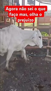 Quando nasceu falaram que não ia sobreviver, olha o tamanho que tá