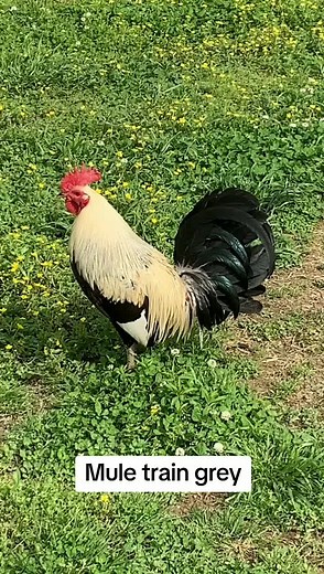 Exploring the Beauty of Mule Train Grey