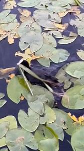 49K views · 238 reactions | Birds are true symbol of love not only in words but in action too they prove it both partners co opertly build their nests##birds##nest##making##build##hatching##sea##birds##ducks##mud##nests##nature##wildlife##animals##reel##diea##saha# | Dira Saha | Facebook