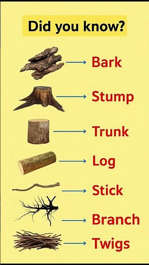 Parts of a Tree Explained | Did You Know Facts About Trees 🌿 #shorts