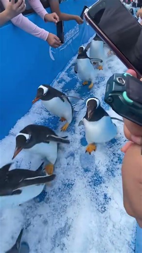 Cutenya Yang Galas Beg Tu