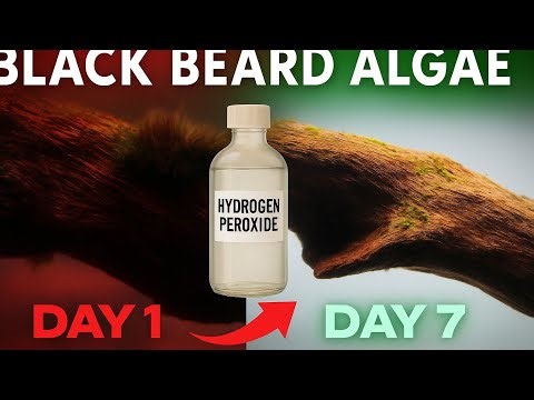Black Beard Algae GONE in 24 Hours! Hydrogen Peroxide vs BBA — Unbelievable Results!
