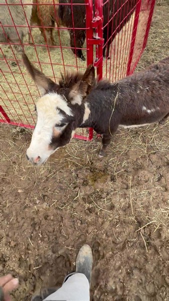 “MEET DOMINGO ! He is our most HANDSOME JACK” he’s available for stud service. Pm for more info. #minidonkeys #minidonkey #miniaturedonkey | Donkey Kingdom
