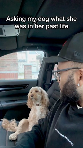 Luna The Mini Cockapoo on Instagram: "I guess there’s your answer… 😳 #dogs #puppylove #minicockapoo"