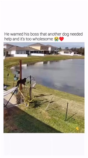 @hauntedanimal on Instagram: "this is why i love dogss so much ❤️ - Since 2013, Ring has been on a mission to make neighborhoods safer. This new Ring Commercial will be for ‘The Big Game’. It promotes Search Party, a feature that helps lost dogs get home faster by turning nearby Ring neighbors into a shared search team. When a dog goes missing, people usually rely on flyers, social posts, and driving around hoping someone spots them. Search Party changes that. Ring cameras connect households int