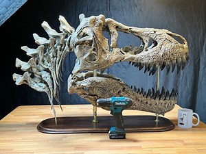 Giant T-rex Skull Replica: 110cm - 43-inch Collector Piece on Wooden Base - Etsy