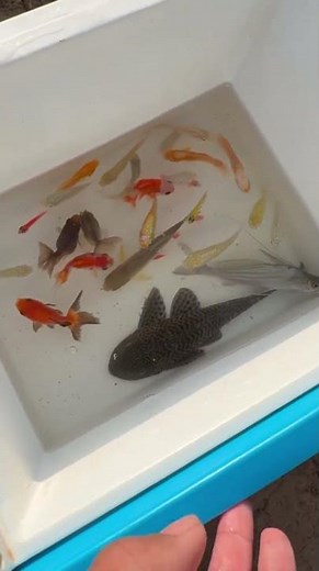 This Tiny Fish Stole My Heart #fishvideo #funny #aquaticpets#youtubeshorts