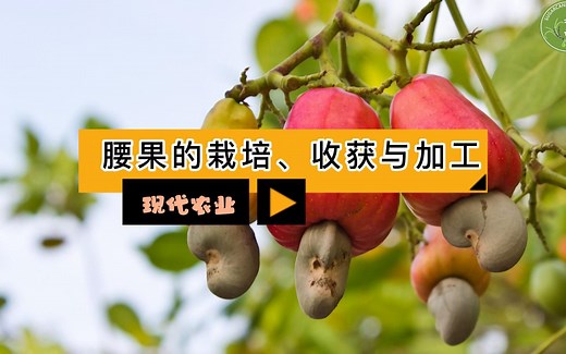 现代农业之——腰果的栽培、收获与加工（老王讲糖系列视频）