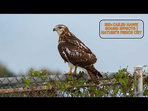 Red-Tailed Hawk Sound Effects | Nature’s Fierce Cry