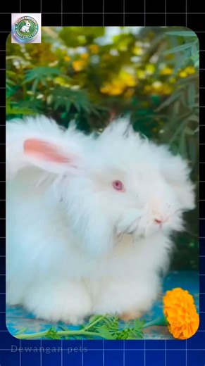 🐇🐰Angora rabbit cute nahi... sabse zyada risky hota hai!I #petrabbit #rabbitfarming