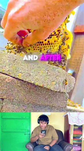 Finding a MASSIVE Hidden Beehive in a Wall! 🐝😱 #beerescue #naturelovers #shorts