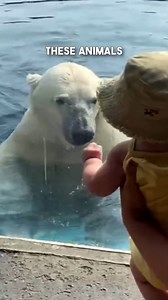 80K views · 661 reactions | Baby has unexpected encounter with a Polar Bear 勞 #polarbear #bears #bearvideos #animals #wildlife | Brennan Rogers | Facebook
