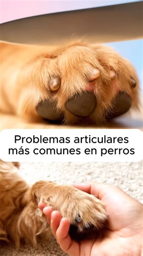 PetcareClub - Suplementos para Perros | Estos son mis problemas articulares más comunes en perros de edad avanzada | Instagram