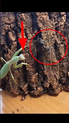 The Mantis Struck in a Split Second! 🦗 | Nature’s Deadliest Ambush