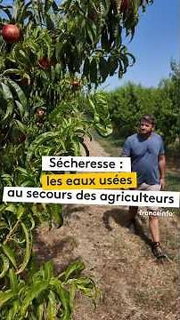 Wastewater to the Rescue for Farmers