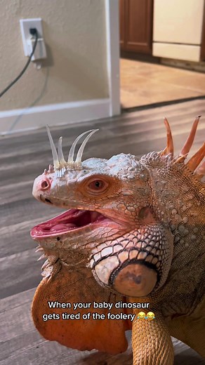 Hilarious Iguana Snap Moment
