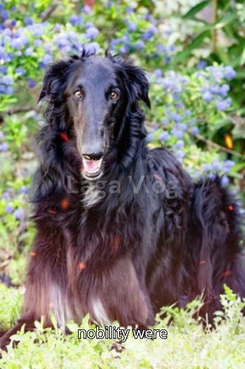 Borzoi (Russian Wolfhound) #doglover #dogbreed