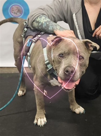 Can we all just take a moment to appreciate the fact that I still look like a "kindergartner on picture day" in EVERY photo even though I am 15 1/2 years old! | Jeffrey, The Positively Peaceful Pit Bull