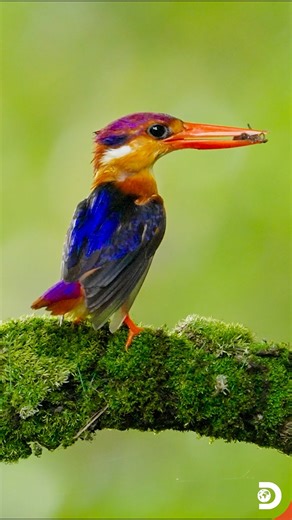 Deep in the shadowed heart of India’s tropical forests, where sunlight filters through dense canopies in golden shafts, a sudden flash of color draws your eye. Tiny, vibrant, and impossibly precise, the Oriental Dwarf Kingfisher sits on a low branch, its feathers shimmering in shades of fiery orange, electric blue, and vivid purple, a living gemstone poised amidst the green. Despite its small size, it carries an air of quiet authority. Its eyes, sharp and alert, scan the forest floor and nearby 