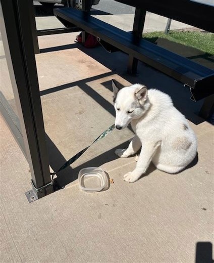 Husky found abandoned at bus stop in Middletown