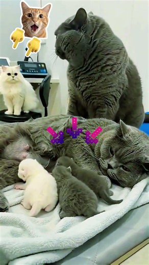Joke Universe | Funny Shorts & Viral Laughs #comedy #comedyshorts #funny #funnyvideos #funnyanimals