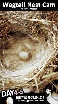 セキレイの巣観察 DAY4-5｜最初の卵が産まれたよ！【Nest Cam】#野鳥観察 #観察 #nestcam #birdwatching #wagtail