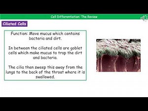 OCR Gateway A B2.1.5 Cell Differentiation Summary