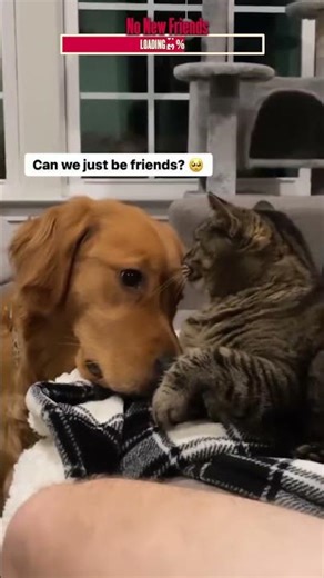 Cats Who Want Absolutely Nothing To Do With You | Algorithm Cleanse