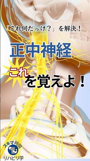 【知らないとマズイ⁉︎】“正中神経”はこれを覚えよう！#理学療法士国家試験 #作業療法士国家試験 #理学療法士 #作業療法士 #基礎 #臨床 #臨床実習 #末梢神経 #正中神経 #腕神経叢