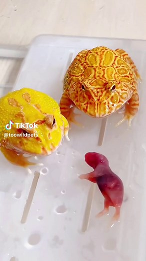 Pacman frog does eat almost anything #cute #exoticpetsmalaysia #malaysiareptile #reptilemalaysia #toowildpets #pets #exoticpets #reptile #amphibians