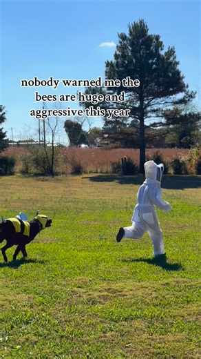 the biggest baddest bumblebee in all the land 👹🐝 #rottweiler #rottweiler_world #rottweilerpuppy #rottweilermom #halloween #happyhalloween #dogcostume #dogsdaily #dogsofinstagram | 𝓂𝒾𝓀