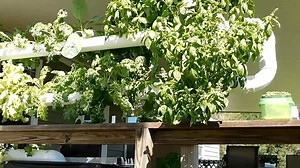 5.2K views · 124 reactions | This is a psuedo hydroponic NFT system mad out of 4" pvc drain pipes, a fountain pump and a water trough for livestock. We have a lot of leafy greens and herbs growing on it. I would grow in the downspouts and other kratky containers so that I would have my own transplants to go back in whenever I harvested something. This is a copyright free video. Use as you like. | Keep on Growin' | Facebook