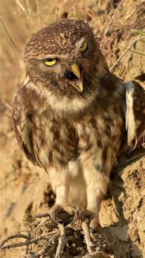 The Watchful Little Owl — Small but Mighty | Peaceful_Tranquil