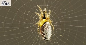 Zombie spiders are slaves to their manipulative wasp masters